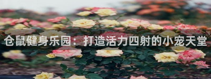 意昂3娱乐40996：仓鼠健身乐园：打造活力四射的小